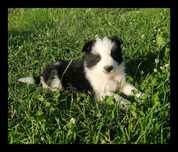 Piesek Border Collie  Czarno-biały Badania