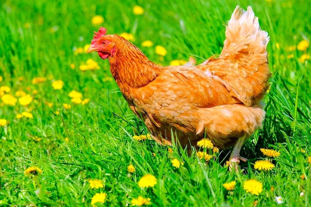 Кури продам! Доставка безкоштовна!! Шевченково