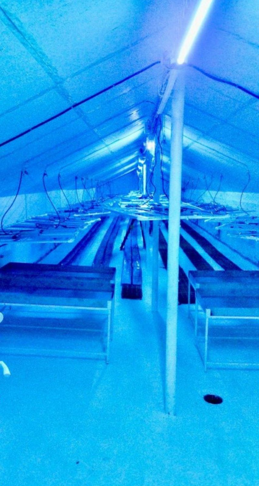 Продам производство и выращивание медицинского канабиса и конопли.