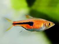 Razbora Espei Trigonostigma espei