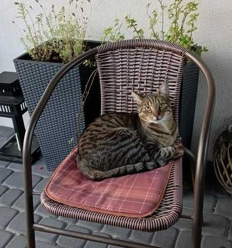 W dniu 23.10.2025 zaginął kotek Tomciu. Kaczki (gmina Trąbki Wielkie).
