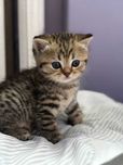 Kocięta szkocki (scottish fold, scottish straight)