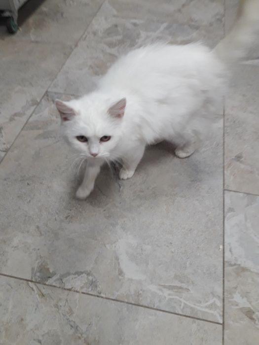 Віддаю в добрі руки