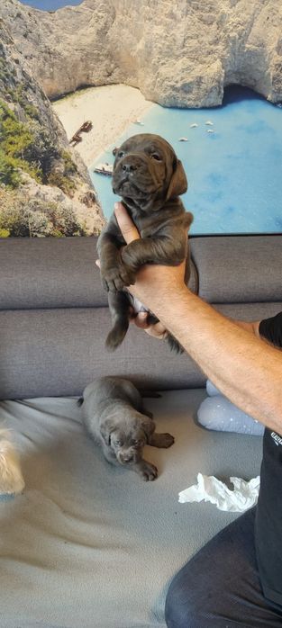 Piesek Cane Corso Italiano Blue