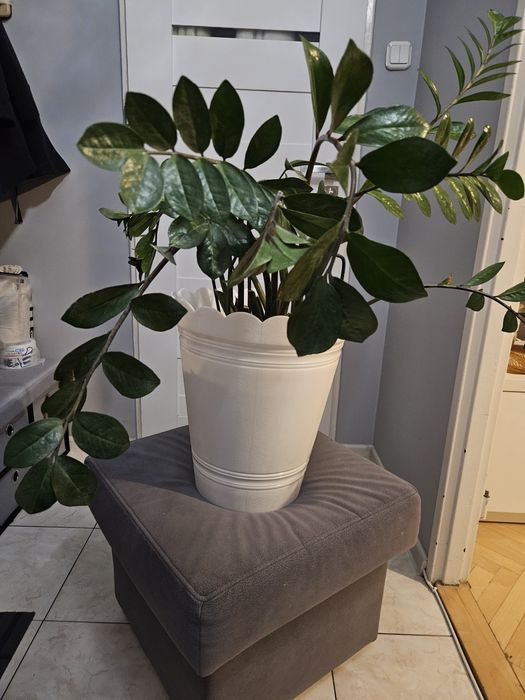 Zamiokulkas zamiolistny - kwiat