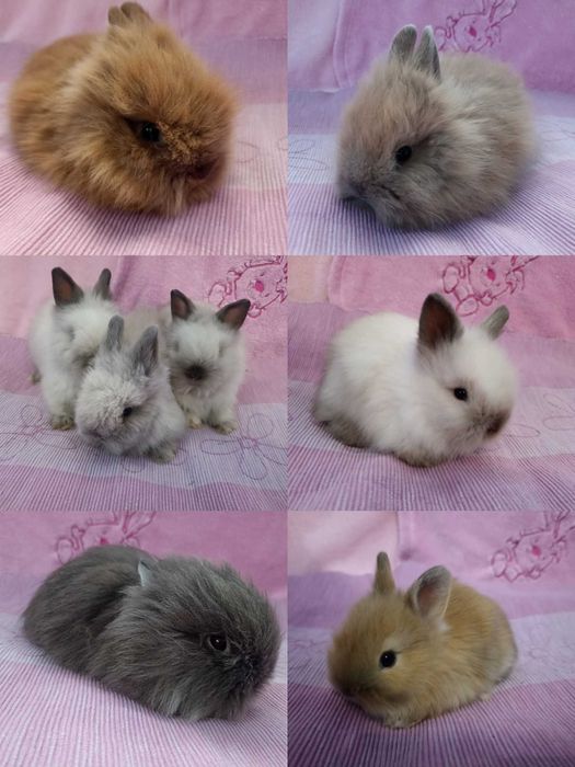 Królik Karzełek Teddy Królik Miniaturka Króliczek Króliczki