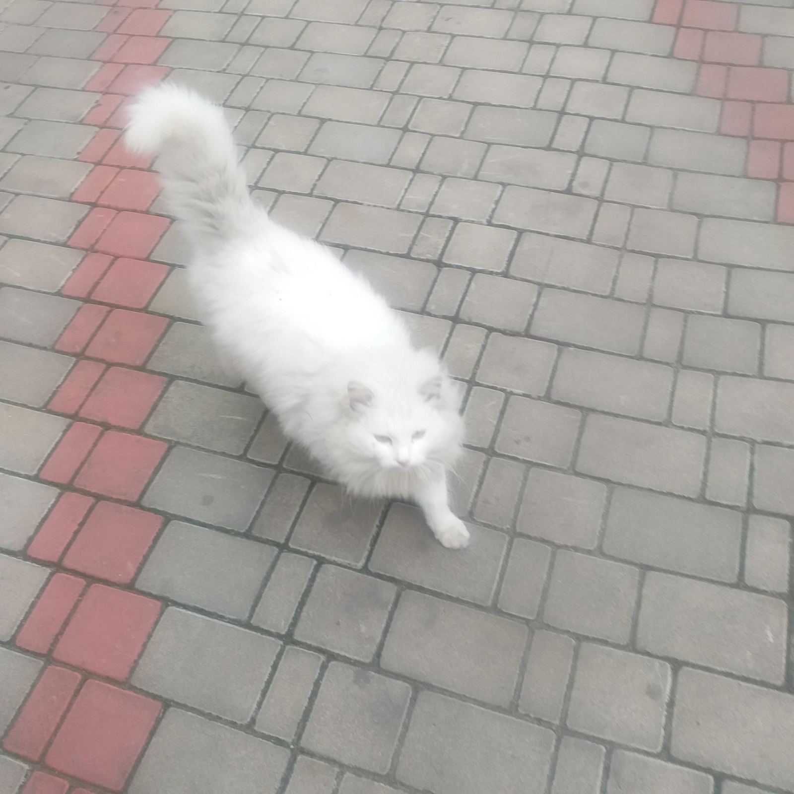 Котик білий красунчик