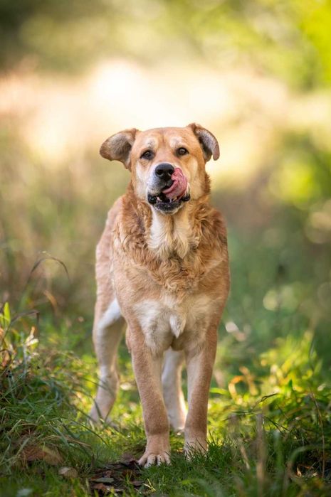 Ryan- duży, spokojny i przyjazny psiak do adopcji.