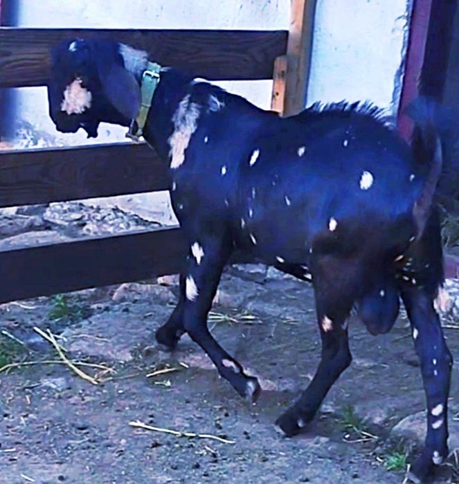 Цап англо нубійський парування