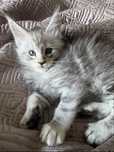 Amadeusz kocurek Maine Coon
