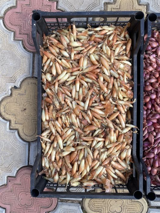 Цибуля- сівок, сіянка, арбаж, арбажейка, лук севок.