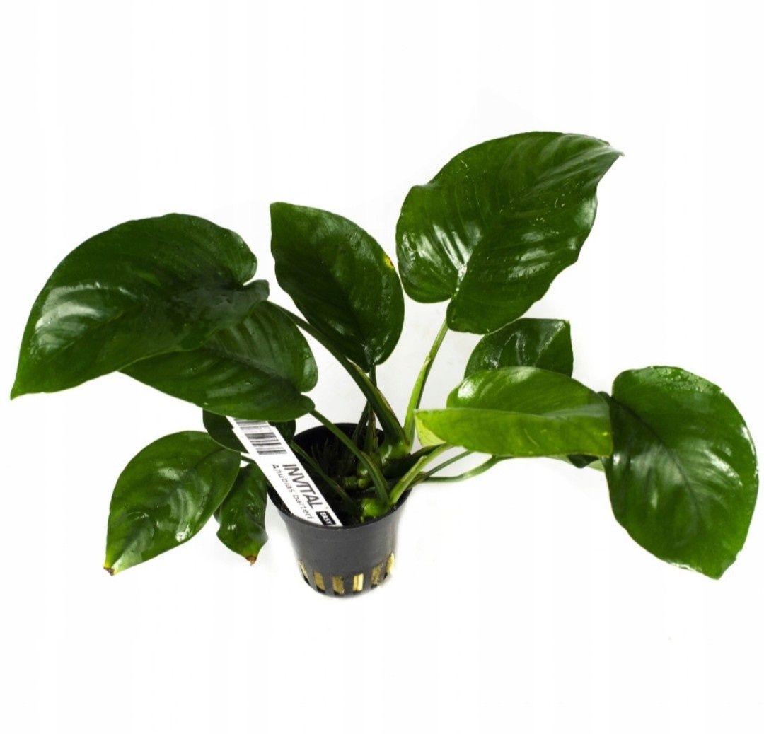 Anubias barteri Koszyk  5,5 cm