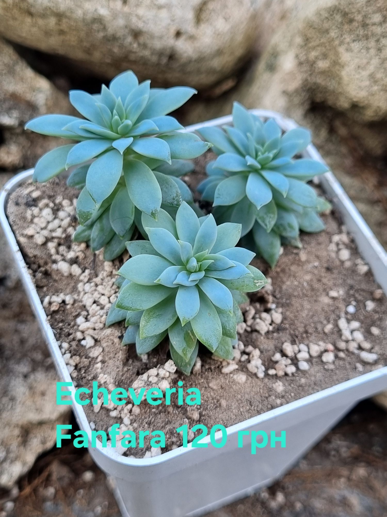 Сукуленти Echeveria