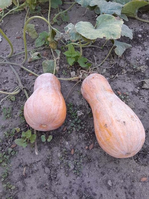 Гарбуз їстівний.