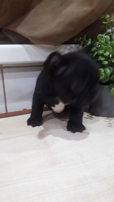 Французский бульдог