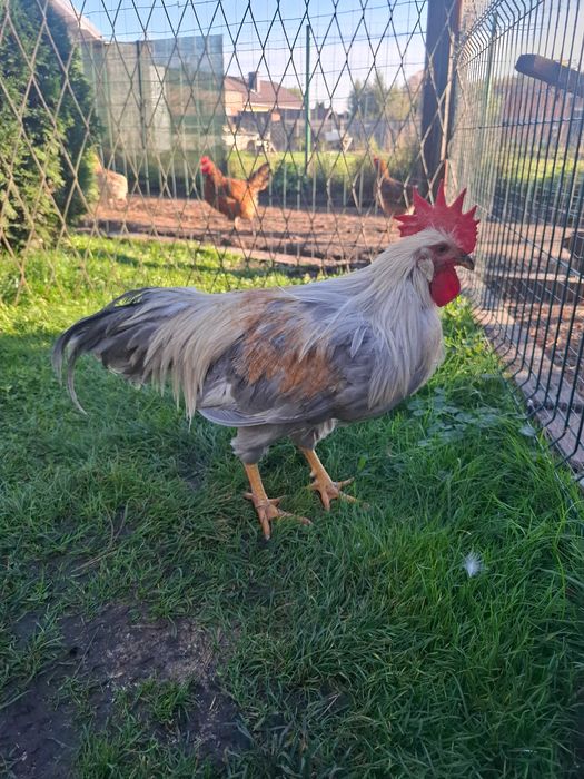 Sprzedam rasowe koguty