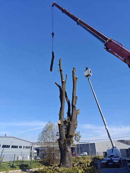 Wycinka drzew ,rębakowanie,usługi ogrodnicze