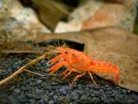 Rak CPO Cambarellus patzcuarense Orange GRATIS 5+1  WYSYŁKA