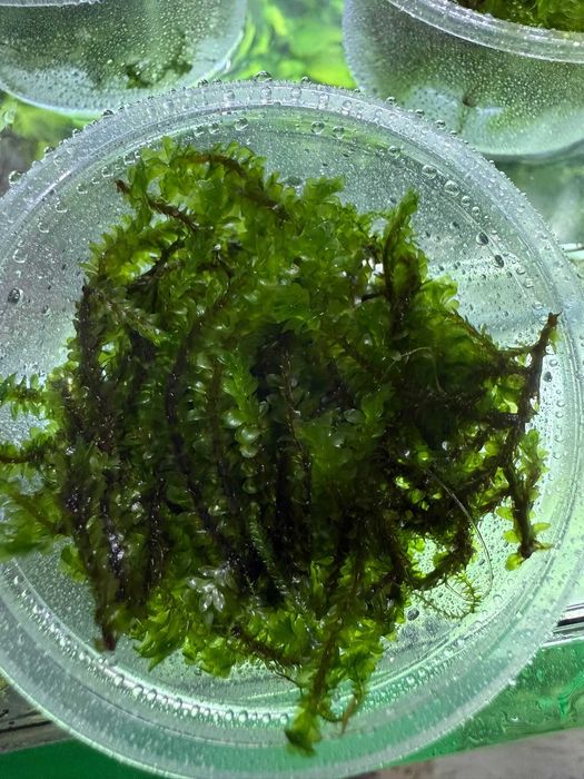 Mech roślina do akwarium Aqualife Sklep Zoologiczny