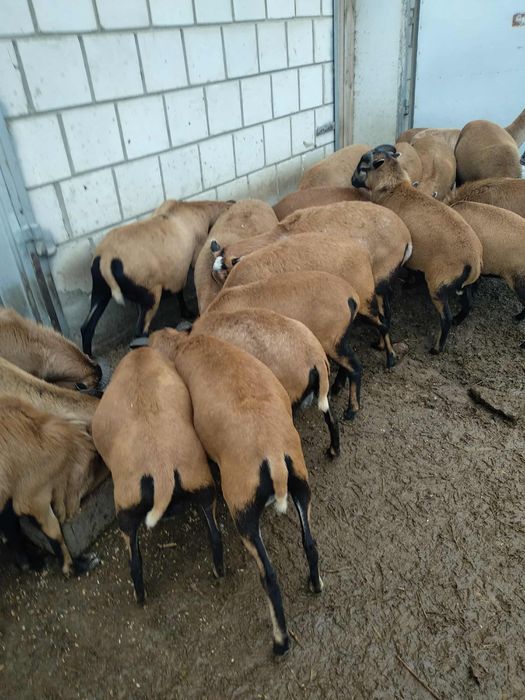 Owce kameruńskie, samce, samice, małe i duże