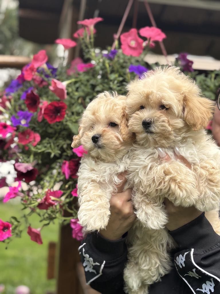 Maltipoo pudel toy szczeniak do odbioru!!