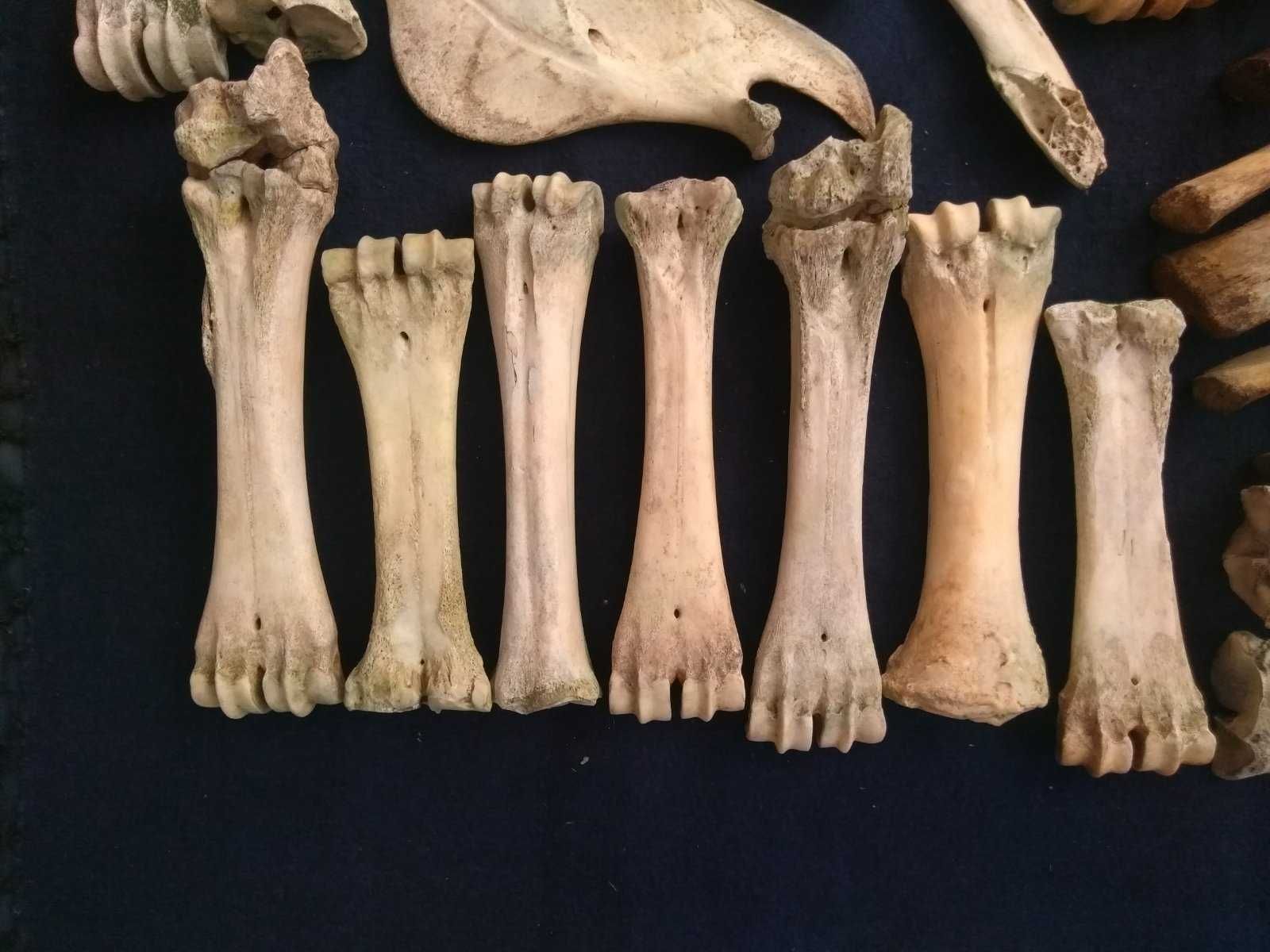Кости коровы корови кості