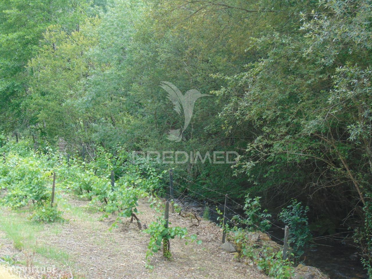 Quinta c/ vinha em produção em Santa Marta de Penaguião