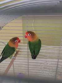 Неразлучники попугаи + Клетка для птиц большая природа