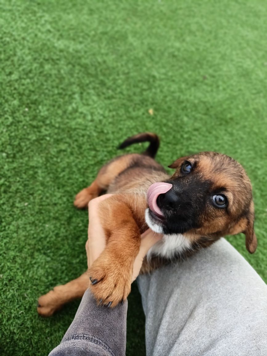 Cão bebé para adoção
