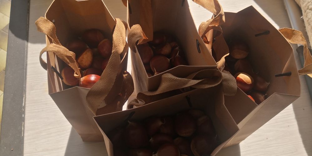 Castanhas produção 2025