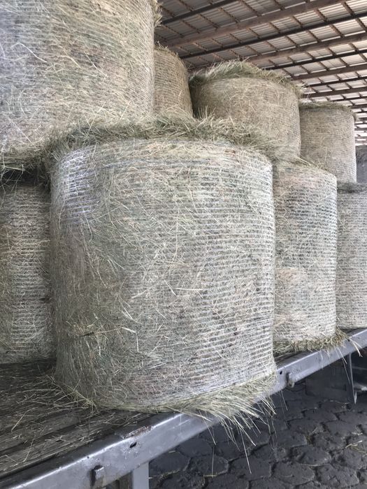 Siano suche bele słoma
