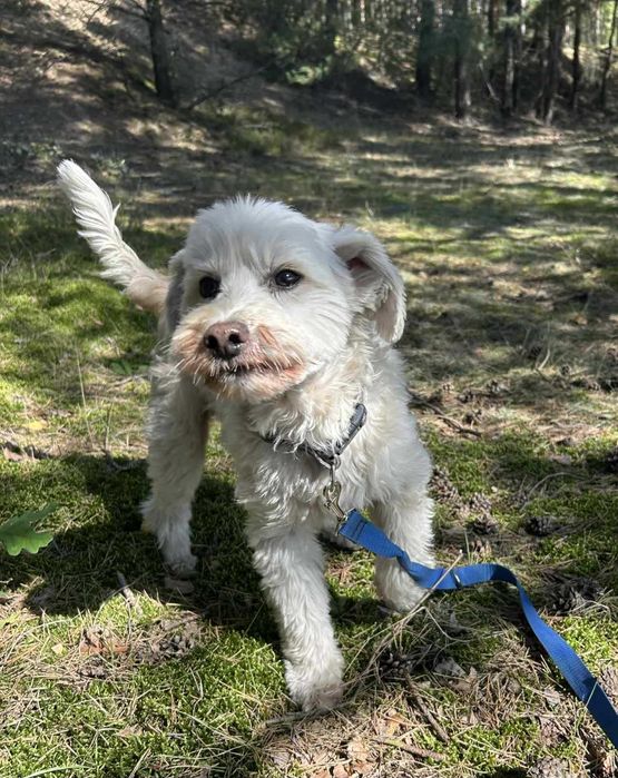 Ptyś, radosny piesek, szuka nowego domu