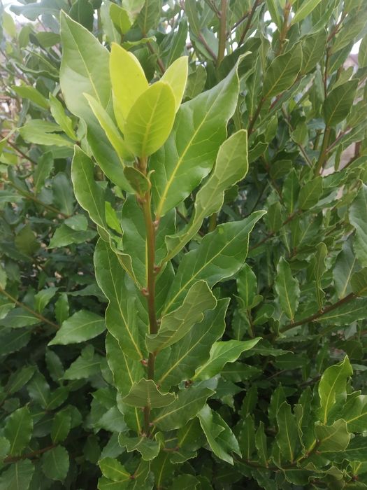 Зрізаний зелений лавровий лист гілочками