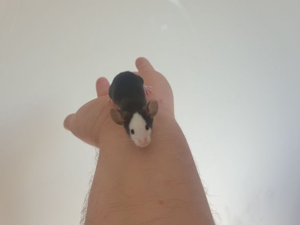 Black hereford mysz rasowa