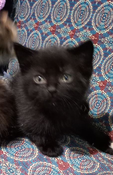 Адольф, Багіра, Васьок і компанія шукають родину!