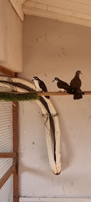 Rola de  tambor macho