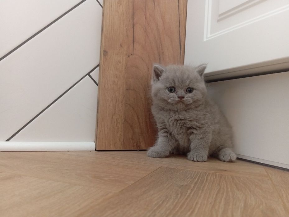 Śliczne kocurki , kotki brytyjskie niebieskie,liliowe