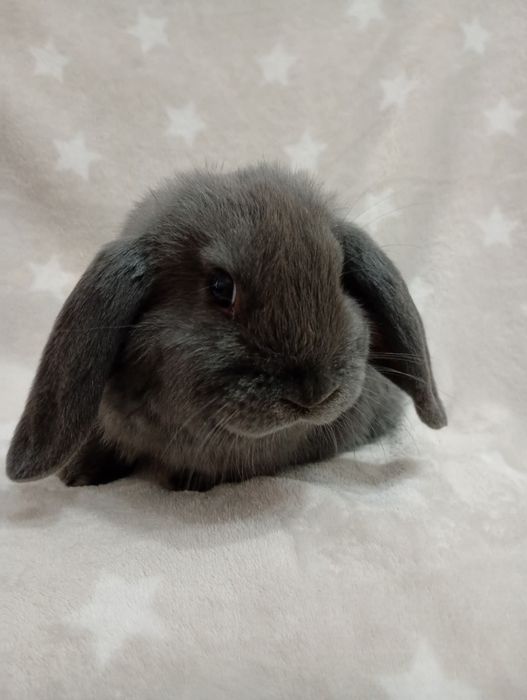 Mini Lop OSTATNI MALUCH LEGALNA Hodowla króliczek karzełek GOTOWE DO O