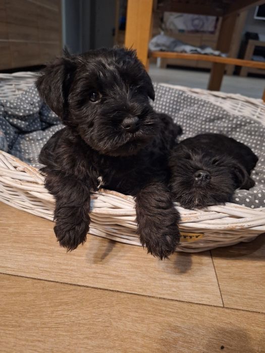 Sznaucer miniaturowy do odbioru przed Mikołajem