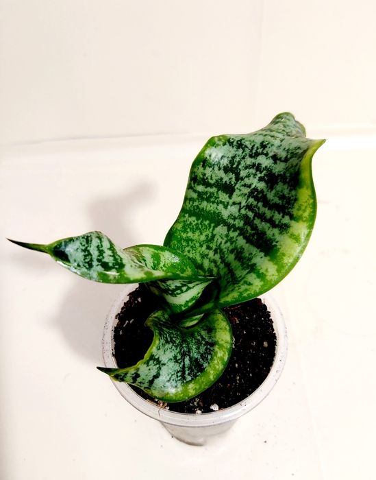 Сансевиерия Sister Twisted