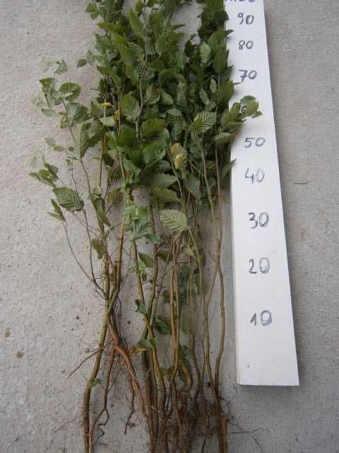 Grab pospolity na żywopłot sadzonki 70-100cm .