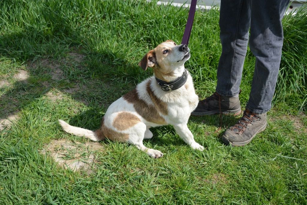 Biały beżowy mały piesek do adopcji