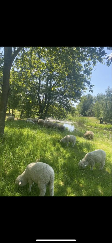 Sprzedam barany owce i jagnięta