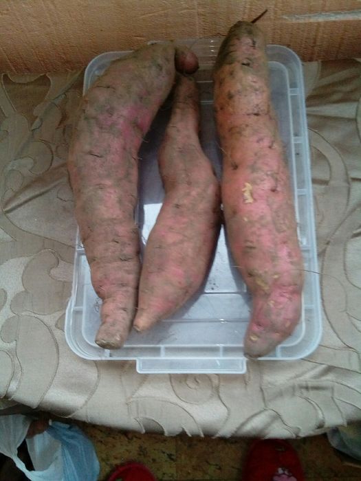 Продам батат (солодка картопля)