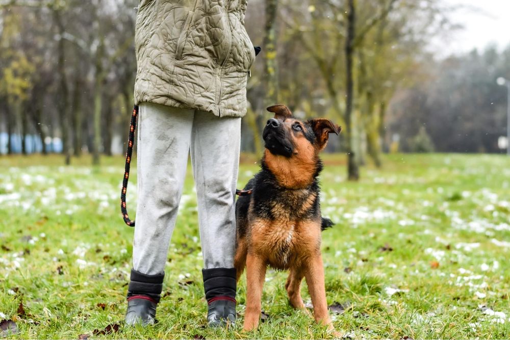 Piękna młoda suczka w typie owczarka niemieckiego do adopcji