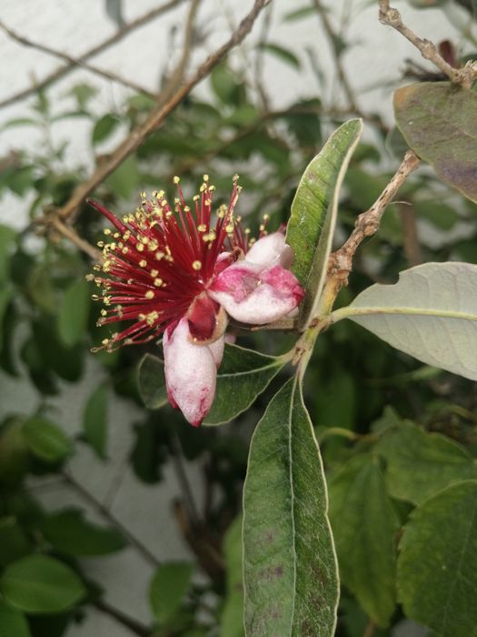 Planta da feijoa de vários tamanhos e valores