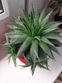 Aloes oscisty 2 maluszki