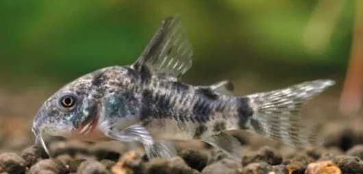 Kirysek Pstry Corydoras