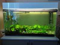 Акваріум з рибками та рослинами 166 л (+акваріумне спорядження)