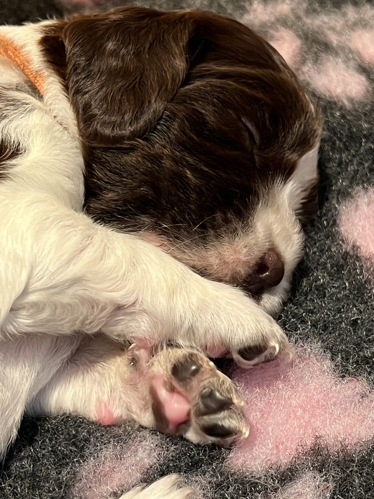Springer spaniel angielski - piesek ZKwP